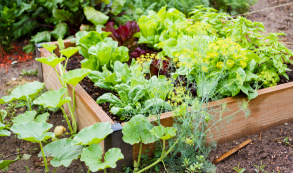 Community garden