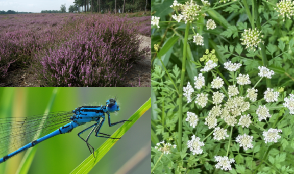 Countryside guided walks