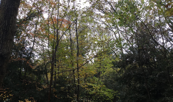 Tree canopy