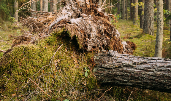 Fallen tree in woods showing tree trunk and roots