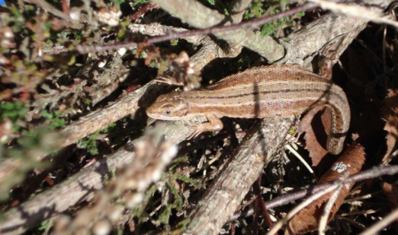 Lizard on countryside site