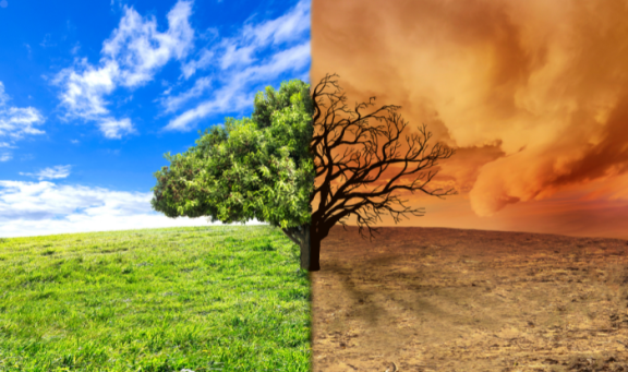 A healthy tree and tree in drought conditions