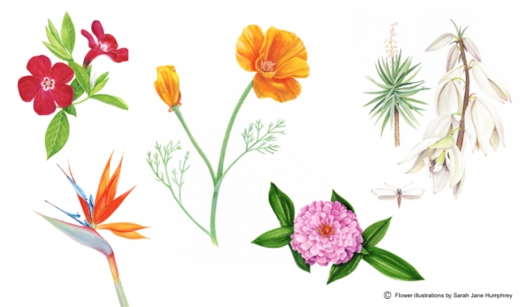 A history of flowers illustrated by Sarah Jane Humphrey