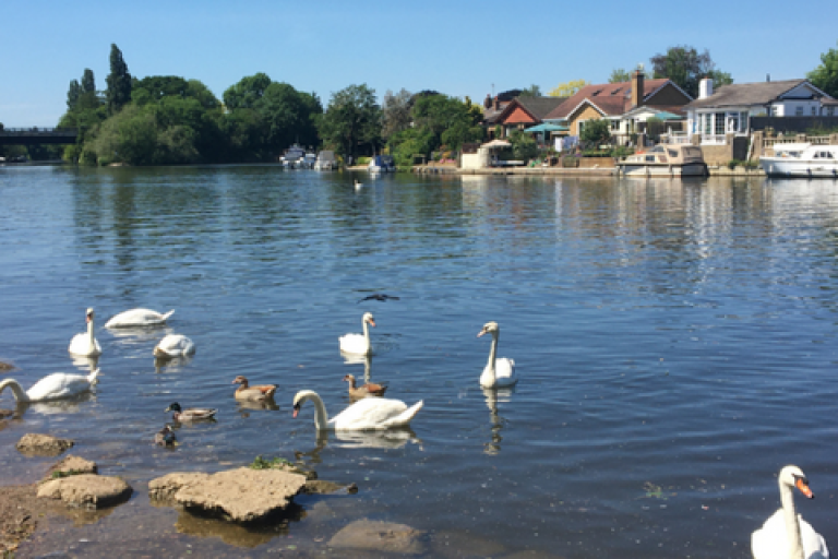 Swans swimming near the riverside on a sunny day