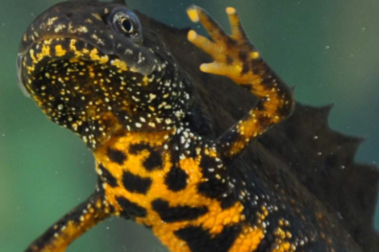 Close up of a newt