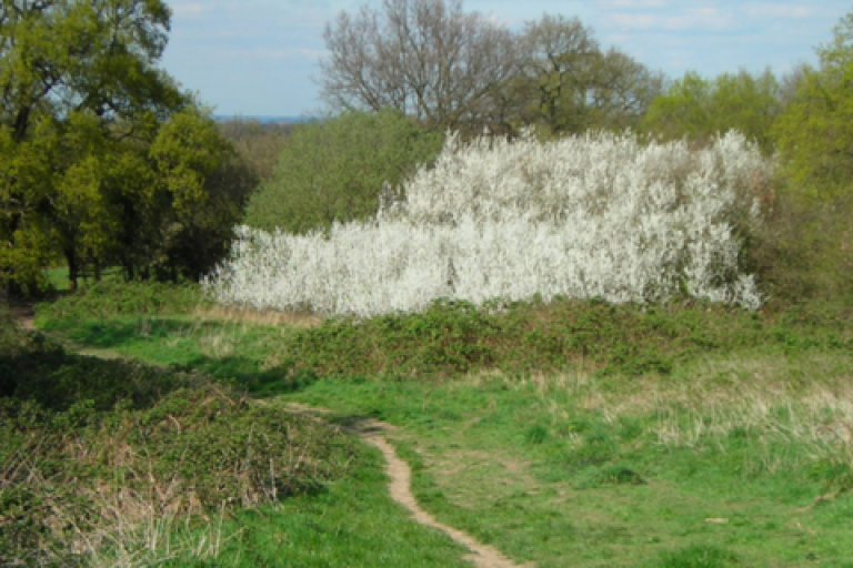 Stokes Field Local Nature Reserve