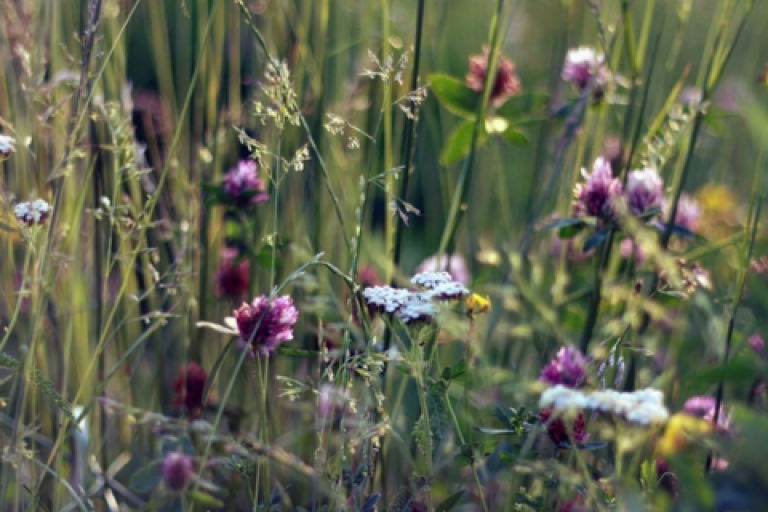 Summer flowers