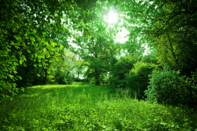 Trees and greenery