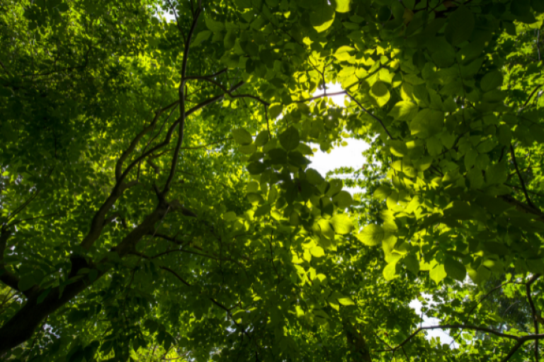 Green leaves and branches of a tree