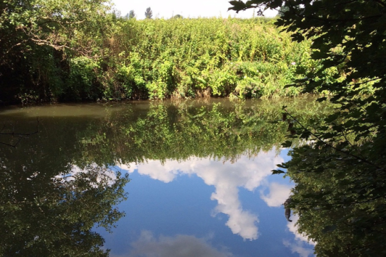 Green bushes on a river bank with river in the foreground and clouds reflected in the water