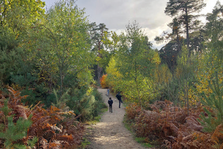 Children walking along a path between trees and woodlands in autumn