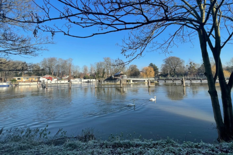 Blue sky with a view of the river and a swan swimming by. The bank of the lake is frosty and a tree is on the right of the image.