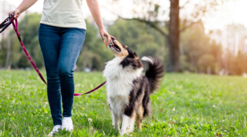 dog on lead being walked in a park