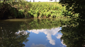 Green bushes on a river bank with river in the foreground and clouds reflected in the water