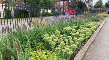 Sustainable flowerbed in Churchfields Recreation Ground in Weybridge