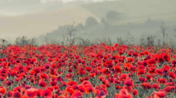 Poppies