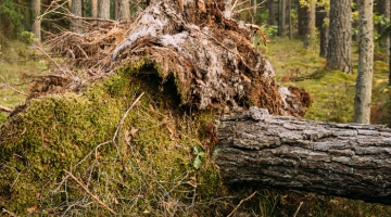 Fallen tree in woods showing tree trunk and roots