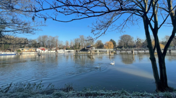 Blue sky with a view of the river and a swan swimming by. The bank of the lake is frosty and a tree is on the right of the image.