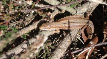 Lizard on countryside site
