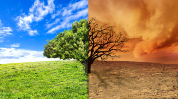 A healthy tree and tree in drought conditions